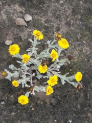 Thymophylla micropoides