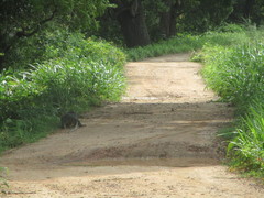 Varanus salvator salvator