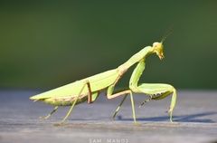 Hierodula patellifera