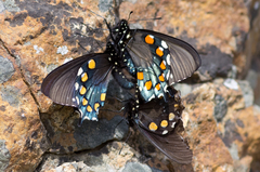 Battus philenor hirsuta