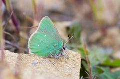 Callophrys viridis
