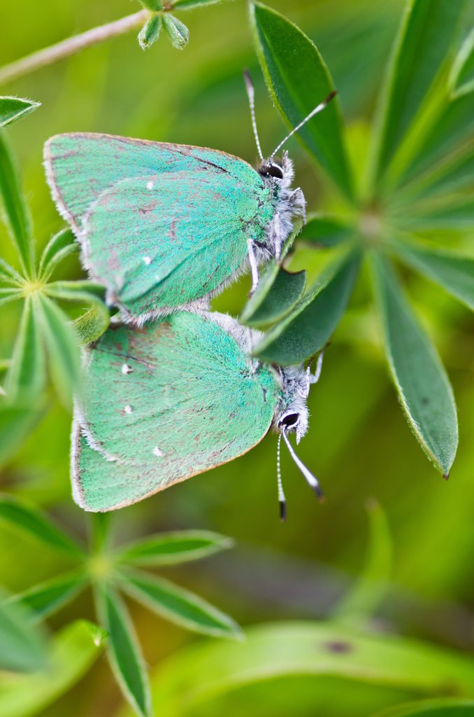 Greenie