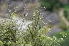 Scandia geniculata