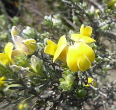Aspalathus ternata