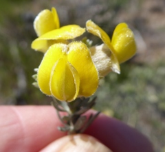 Aspalathus ternata