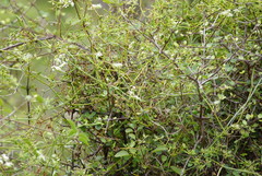 Scandia geniculata