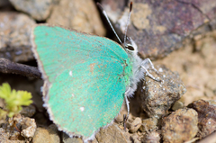 Callophrys viridis