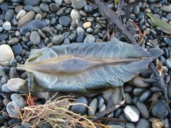 Callorhinchus milii