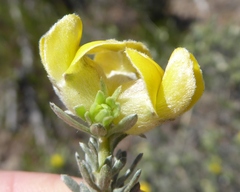 Aspalathus ternata