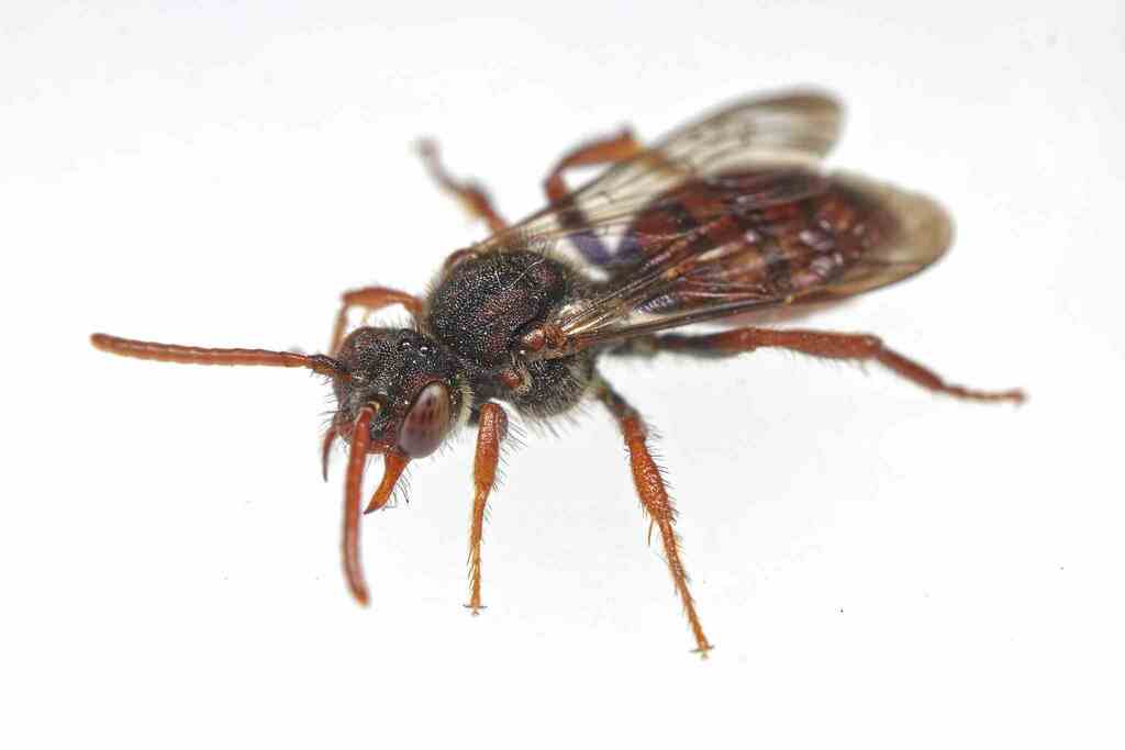 True Cuckoo Nomad Bee