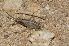 Ateloplus luteus