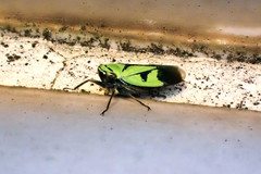 Nephotettix nigropictus