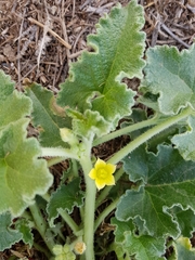 Ecballium elaterium