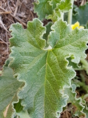 Ecballium elaterium