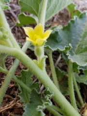 Ecballium elaterium