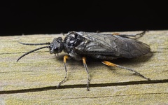 Dolerus puncticollis
