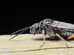 Dolerus puncticollis