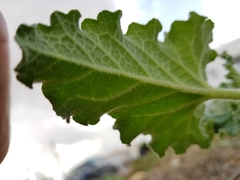Ecballium elaterium