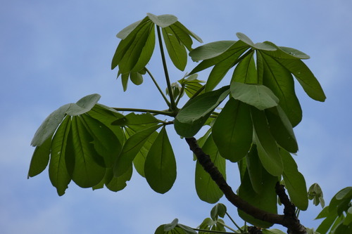 Pseudobombax tomentosum