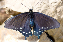 Battus philenor hirsuta