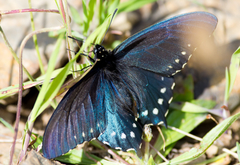 Battus philenor hirsuta