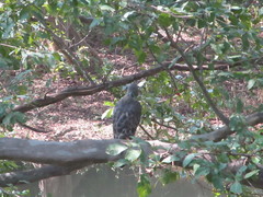 Nisaetus cirrhatus ceylanensis