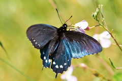 Battus philenor hirsuta
