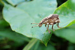 Episomus chinensis