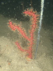 Astrogorgia sinensis