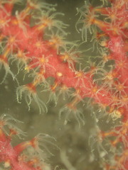 Astrogorgia sinensis