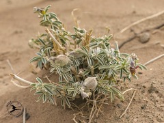 Crotalaria saharae image