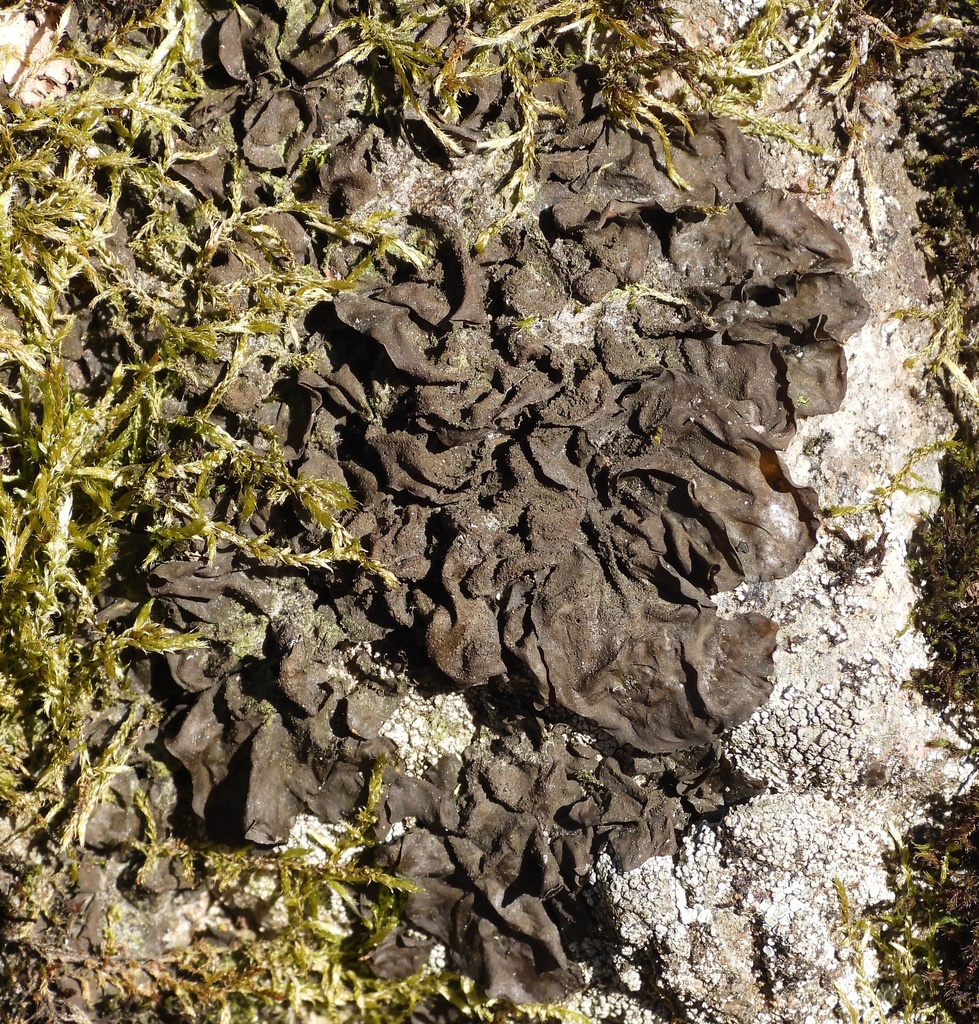 Flaking Tarpaper Lichen from Turku, Suomi on April 16, 2023 at 02:53 PM ...