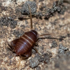 Myrmecophilus acervorum
