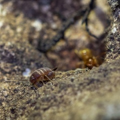 Myrmecophilus acervorum