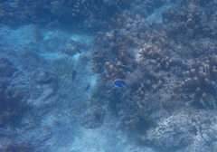 Acanthurus leucosternon