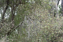 Olearia fragrantissima