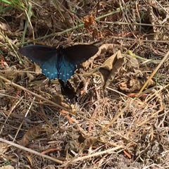 Battus philenor hirsuta