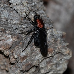 Clitellaria ephippium