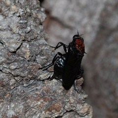 Clitellaria ephippium