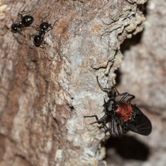 Clitellaria ephippium