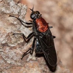 Clitellaria ephippium