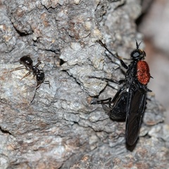 Clitellaria ephippium