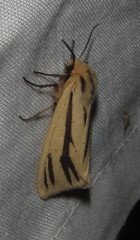 Acantharctia latifasciata
