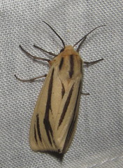 Acantharctia latifasciata