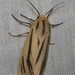 Acantharctia latifasciata - Photo (c) Ricky Taylor, μερικά δικαιώματα διατηρούνται (CC BY-NC), uploaded by Ricky Taylor