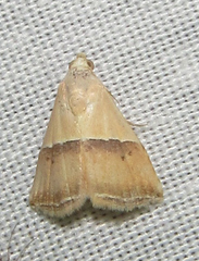 Eublemma caffrorum