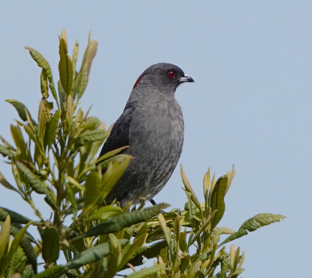 Red Ruffed Cotinga Red-crested Cotinga from Manaure, Cesar, Colombia on April 16, 2023 at ...