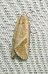 Eublemma admota