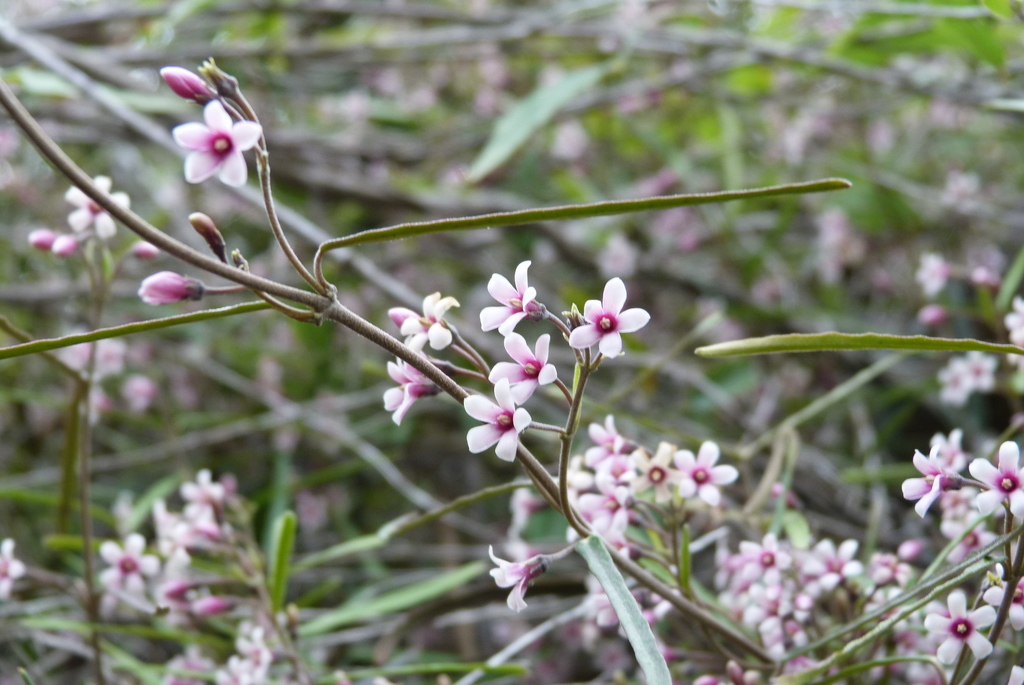 New Zealand jasmine (Beginners Guide to Canterbury Flora) · iNaturalist
