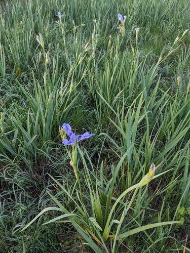 Iris hexagona, photograph 4